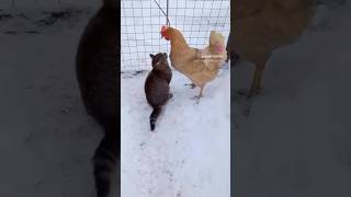 Hi neighbor🥰🐓🐈 chicken backyardchickens cat neighborhood shorts short [upl. by Dlopoel988]