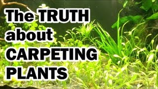 The TRUTH about Aquarium Carpeting Plants [upl. by Ahsima]