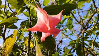 Brugmansia suaveolens Brazils white angel trumpet angels tears amp snowy angels trumpet flowers [upl. by Loresz]