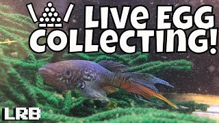 Live POV Collecting Breeding Blue Gularis Killifish Eggs Late at Night [upl. by Ettener]