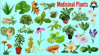 Medicinal Plants Name  Ayurvedic Plants Name In English With Picture Easy English Learning Process [upl. by Mada]