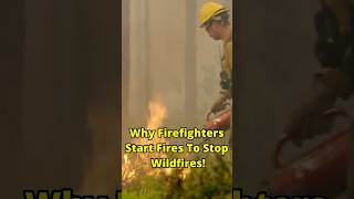 You can only stop fire with fire facts didyouknow wildfire dailyfacts factshorts factvideo [upl. by Anerec423]