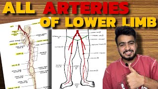 ALL ARTERIES OF LOWER LIMB  Femoral Artery  Popliteal Artery  Dorsalis Pedis Artery [upl. by Wei700]