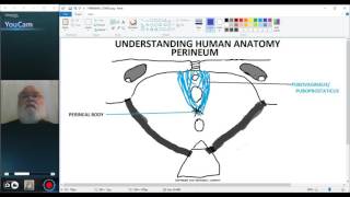 UNDERSTANDING HUMAN ANATOMYPERINEUM PART 2 [upl. by Rofotsirk]