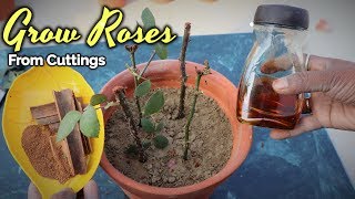 Simple Method To Grow Roses Plant From Cuttings With Cinnamon And Honey [upl. by Houghton]