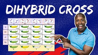 Master Dihybrid Crosses The StepbyStep Guide to Punnett Squares amp Genetic Ratios [upl. by Eicyac3]