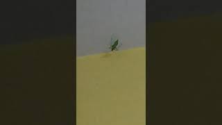 Grasshopper Making Noise 🦗  Grasshopper Sound  Grasshopper Noise [upl. by Naot197]