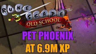 Pet Phoenix at 69M XP  Old School RuneScape [upl. by Marih414]