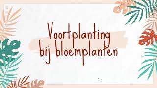 Geslachtelijke voortplanting bij bloemplanten [upl. by Shien55]