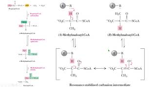 metilmalonil CoA epimerasa methylmalonylCoA epimerase biochemistry bioquímica [upl. by Uhsoj591]