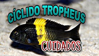 Cuidados del ciclido tropheus duboisi [upl. by Sirahs]