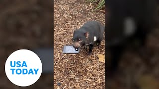 Tasmanian devil snatches phone that fell into its enclosure  USA TODAY [upl. by Ahcsim]