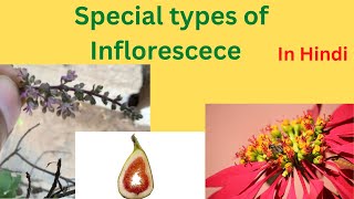 Special types of inflorescence llVerticillasterHypanthodiumCyathium l In Hindi class 11 biology [upl. by Grimbly]