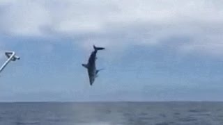 Flying mako shark surprises fishermen off California coast [upl. by Utta]