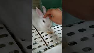 37 🐇 兔子咬籠子 Rabbit Biting the Cage Bars [upl. by Nelav510]