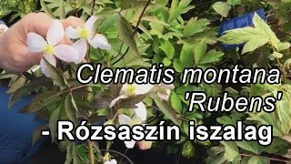 Clematis montana Rubens  Rózsaszín iszalag [upl. by Yenruoj113]