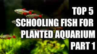 Top 5 schooling fish 🐟 🐟 for freshwater aquarium feeds aquarium plantedaquarium suggestedvideo [upl. by Applegate754]