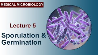 Lecture 5  Sporulation and Germination [upl. by Arlie]