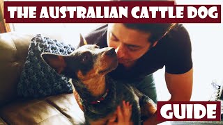 The definitive Introduction to the Australian Cattle Dog 101 heeler [upl. by Rehtaeh502]