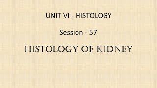 S 57 Histology of Kidney [upl. by Melar874]