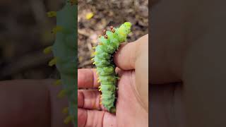 North Americas Largest Moth 🦋the Cecropia Moth facts shorts nature wildlife [upl. by Zahc871]