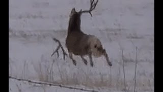 Mule deer buck with droptine shedding antlers on film a must see [upl. by Koby]