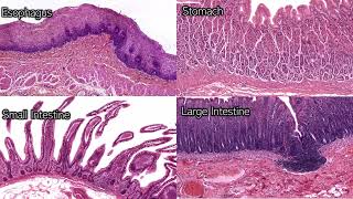 Digestive System Histology  Review and Practice [upl. by Adnol]