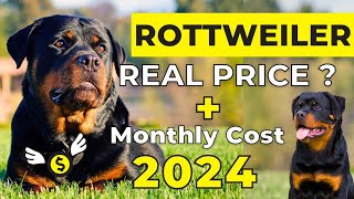 Rottweiler Dog Price In India 2024  Rottweiler Price And Monthly Cost [upl. by Dusty]