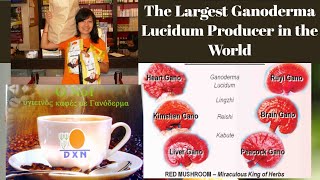 The Miraculous Lingzhi Coffee in the World DXN [upl. by Eynahpets]