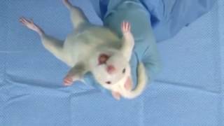 大鼠餵食管實驗操作 Rat Oral Gavage Training [upl. by Ainsley175]