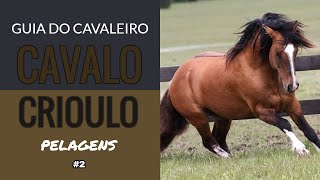 Pelagens e características do Cavalo Crioulo [upl. by Zeiler]