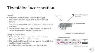 BIOE689T Group 2 T Cell Proliferation CFSE and Thymidine Incorporation [upl. by Abbie]