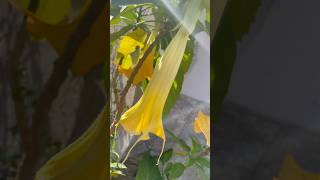 💫Brugmansia Sanguinea in bloom💫 tree flower flowers floras gold oro love sun nature wow [upl. by Desiree710]