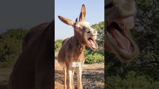 Why do Donkeys Make a Laughing Sound 🦓 Do Donkeys Laugh [upl. by Lucilla]