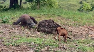 Nature Wild  Strategy Of komodo attacked alive small goat [upl. by Ardnahc556]