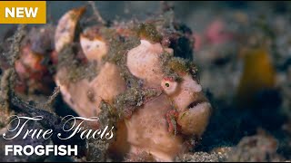 True Facts Frog Fish [upl. by Iggam]