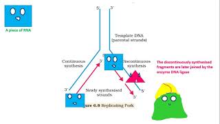 DNA Replication helicase primaseDNA Polymerase ligase NEET [upl. by Dewees]