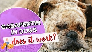 Gabapentin for dogs is it a dog pain killer that works [upl. by Ardnola]