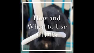 How and When to Use CIDRs [upl. by Parrott]