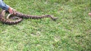 How to safely handle catch and bag a wild Burmese Python live demonstration [upl. by Yaluz]