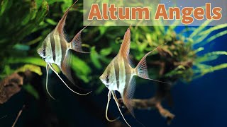 Pterophyllum altum [upl. by Serdna]