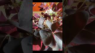 Butterfly plant🌱 plants reels 1000subscriber loveallahﷻ [upl. by Gabbey339]