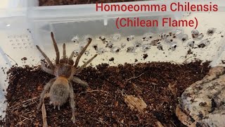 My Homoeomma Chilensis 2 12 years old got a bigger home [upl. by Manara]