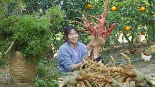 Harvest Vietnam Ginseng Plant Goess to market sell  Soaking Ming Aralia In Wine Is Good For Health [upl. by Austina951]