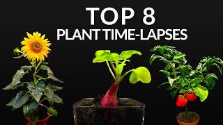 384 Days in 8 Minutes  TOP 8 Plant Growing Timelapses [upl. by Attenehs31]