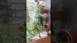 homedecoration plants indoorplants postivevibes minivlog shorts chandrashomeworld Kannada [upl. by Esyak]