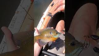 HUGE Bluegill in the Kayak fishing panfish bluegillfishing [upl. by Airol]