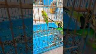 Lovebird Care Tips for Companionship amp Happiness [upl. by Niassuh210]