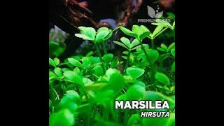 Marsilea hirsuta care guide [upl. by Neo]