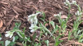 Antennaria plantaginifolia [upl. by Eidderf]